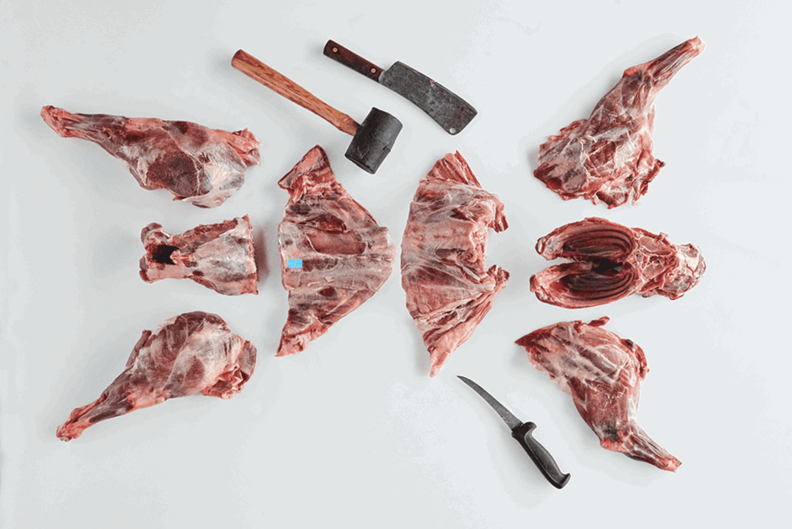 A butchered wild hog