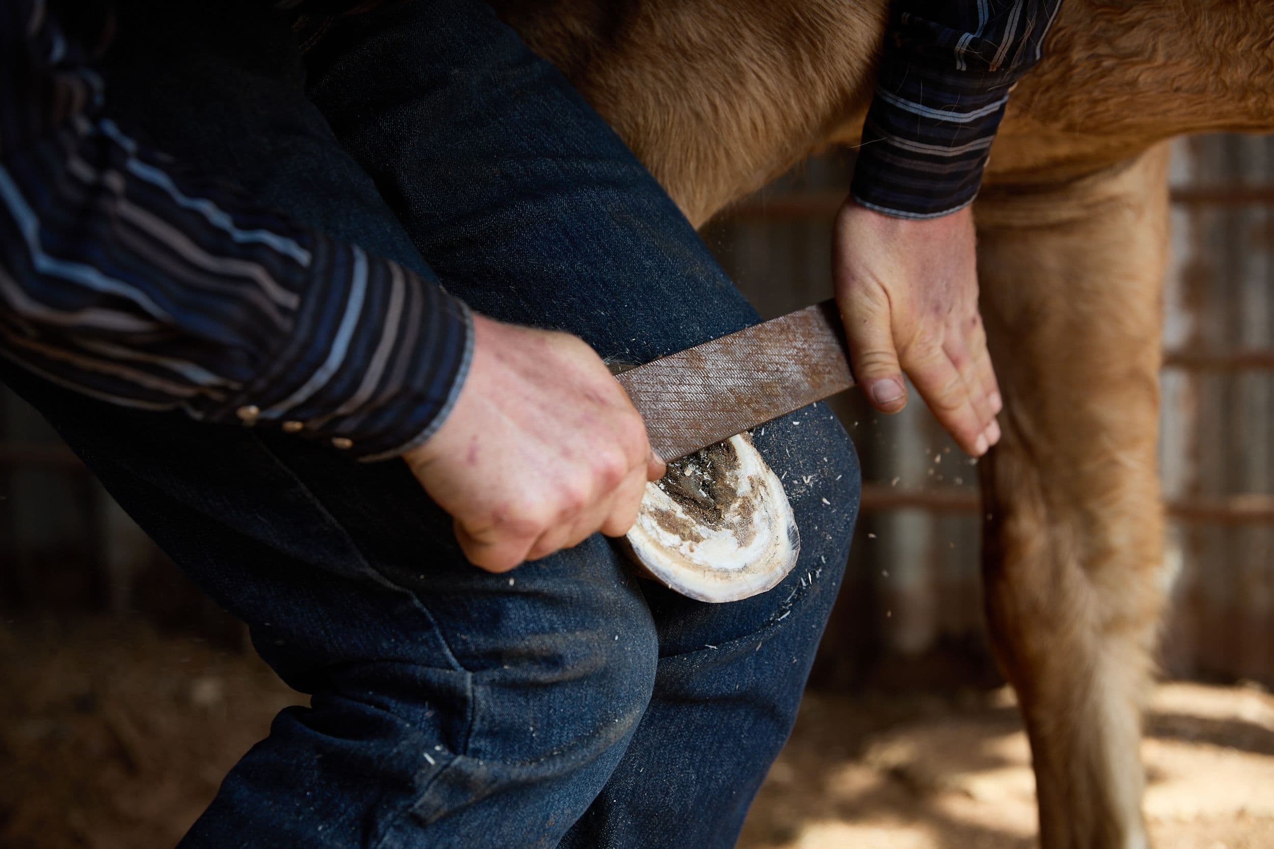 Man trimming the nails of a horse