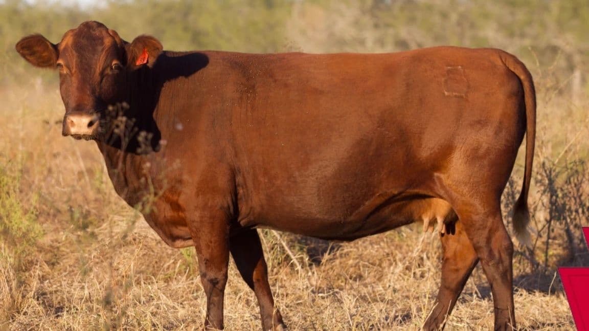 A brown cow