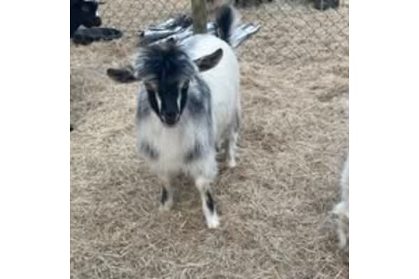 Keen’s Rustic Mini's